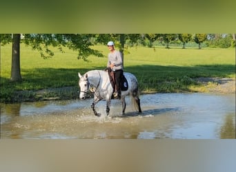 Andaluso, Giumenta, 13 Anni, Grigio
