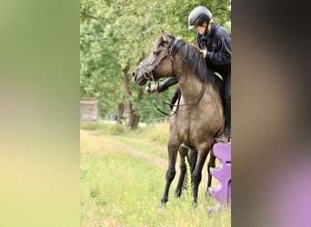 Andaluso Mix, Giumenta, 14 Anni, 153 cm, Grullo