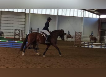Andaluso, Giumenta, 14 Anni, 157 cm, Baio ciliegia