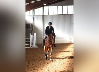 Andaluso, Giumenta, 14 Anni, 157 cm, Baio ciliegia