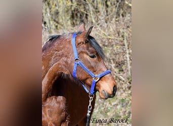 Andaluso, Giumenta, 14 Anni, 158 cm, Baio