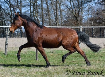 Andaluso, Giumenta, 14 Anni, 158 cm, Baio
