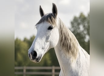 Andaluso, Giumenta, 14 Anni, 160 cm, Grigio trotinato