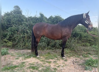 Andaluso, Giumenta, 14 Anni, 162 cm, Baio scuro