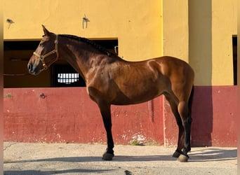 Andaluso, Giumenta, 14 Anni, 164 cm, Baio