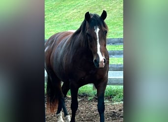 Andaluso, Giumenta, 15 Anni, 155 cm, Baio ciliegia