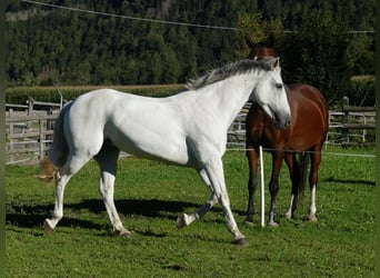 Andaluso Mix, Giumenta, 15 Anni, 155 cm, Grigio