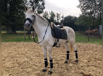 Andaluso Mix, Giumenta, 15 Anni, 157 cm, Grigio