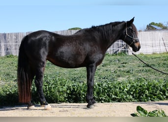 Andaluso, Giumenta, 17 Anni, 157 cm, Baio nero