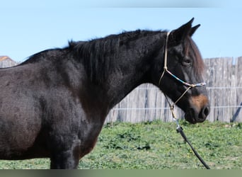 Andaluso, Giumenta, 18 Anni, 157 cm, Baio nero