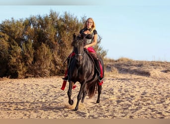 Andaluso, Giumenta, 18 Anni, 157 cm, Baio nero