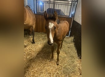 Andaluso, Giumenta, 18 Anni, 165 cm