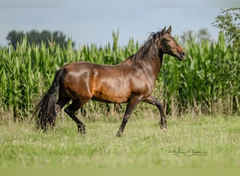 Andaluso, Giumenta, 19 Anni, 160 cm, Baio nero