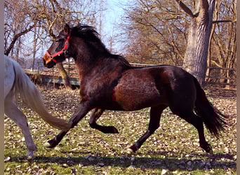 Andaluso, Giumenta, 19 Anni, 160 cm, Baio nero