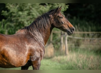 Andaluso, Giumenta, 19 Anni, 160 cm, Baio nero