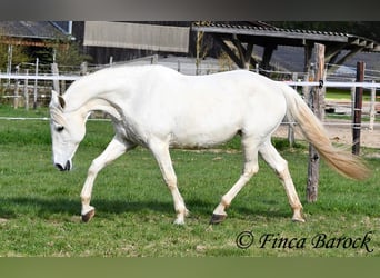 Andaluso, Giumenta, 19 Anni, 160 cm, Grigio