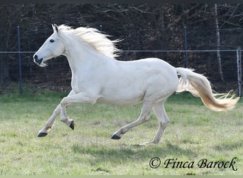 Andaluso, Giumenta, 19 Anni, 160 cm, Grigio