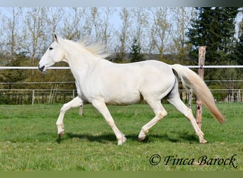 Andaluso, Giumenta, 19 Anni, 160 cm, Grigio