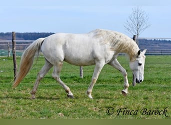 Andaluso, Giumenta, 19 Anni, 160 cm, Grigio