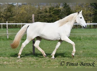 Andaluso, Giumenta, 19 Anni, 160 cm, Grigio