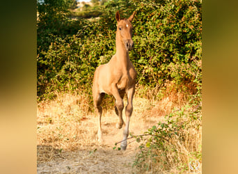 Andaluso, Giumenta, 1 Anno, 145 cm, Sauro
