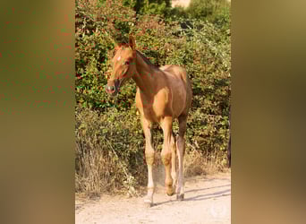 Andaluso, Giumenta, 1 Anno, 145 cm, Sauro