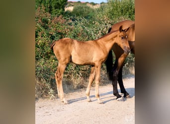 Andaluso, Giumenta, 1 Anno, 145 cm, Sauro