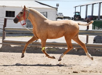 Andaluso, Giumenta, 1 Anno, 147 cm, Palomino