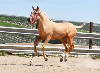 Andaluso, Giumenta, 1 Anno, 147 cm, Palomino