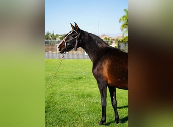 Andaluso, Giumenta, 1 Anno, 152 cm, Morello