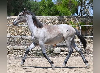 Andaluso, Giumenta, 1 Anno, 155 cm, Grigio