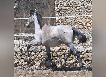 Andaluso, Giumenta, 1 Anno, 155 cm, Grigio