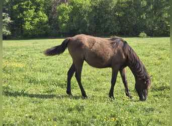 Andaluso, Giumenta, 1 Anno, 155 cm, Grigio