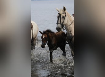 Andaluso, Giumenta, 1 Anno, 155 cm, Grigio