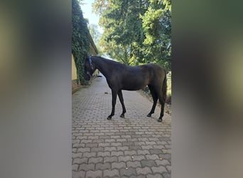 Andaluso, Giumenta, 1 Anno, 155 cm, Morello