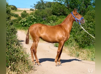 Andaluso, Giumenta, 1 Anno, 155 cm, Sauro ciliegia