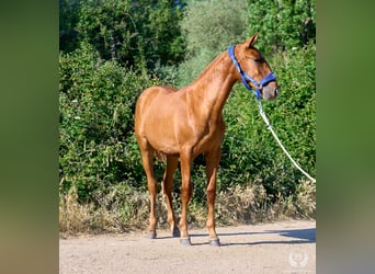 Andaluso, Giumenta, 1 Anno, 155 cm, Sauro ciliegia
