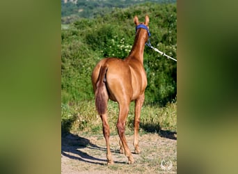 Andaluso, Giumenta, 1 Anno, 155 cm, Sauro ciliegia