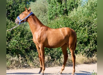Andaluso, Giumenta, 1 Anno, 155 cm, Sauro ciliegia