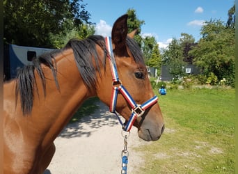 Andaluso Mix, Giumenta, 1 Anno, 160 cm, Baio chiaro