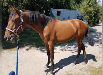 Andaluso Mix, Giumenta, 1 Anno, 160 cm, Baio chiaro