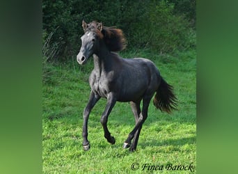 Andaluso, Giumenta, 1 Anno, 160 cm, Grigio ferro