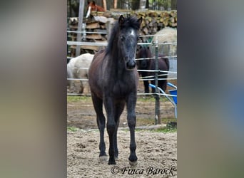 Andaluso, Giumenta, 1 Anno, 160 cm, Grigio ferro