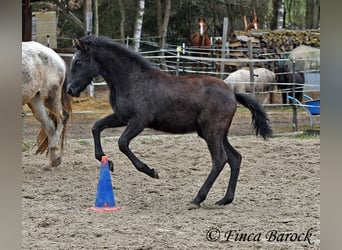 Andaluso, Giumenta, 1 Anno, 160 cm, Grigio ferro