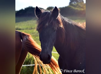 Andaluso, Giumenta, 1 Anno, 160 cm, Grigio ferro
