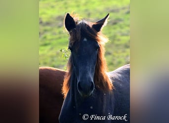 Andaluso, Giumenta, 1 Anno, 160 cm, Grigio ferro