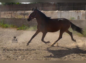 Andaluso, Giumenta, 1 Anno, 164 cm, Baio