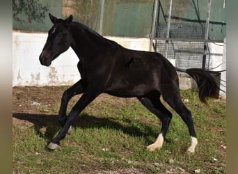 Andaluso, Giumenta, 1 Anno, 165 cm, Grigio