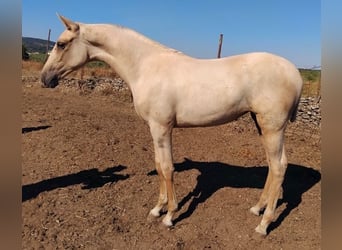 Andaluso, Giumenta, 1 Anno, Palomino