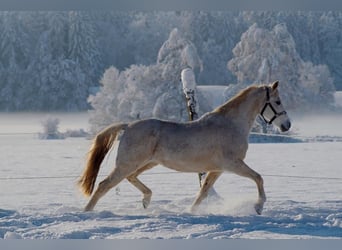 Andaluso, Giumenta, 20 Anni, 159 cm, Grigio pezzato